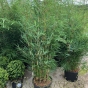 Bamboo Fargesia Robusta Campbell, 25 litre pot.