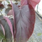 Cercis Canadensis Forest Pansy 10 Litre  - August 2018.