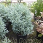 Chamaecyparis Pisifera Baby Blue Large Established Plants in 10 litre pots