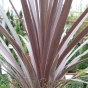 Cordyline Australis Red Star - Established Plants in a 7 litre pot.