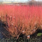 Cornus Midwinter Fire Large Plants 10 Litre 