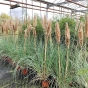 Low Growing Pampas Grass Cortaderia Sellona Pumila