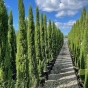 Cupressus Sempervirens Totem Extra Large By Charellagardens 250cm+