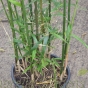 Bamboo Semi Arundinaria Fastuosa