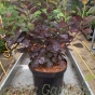 Cotinus Coggygria Royal Purple established plants 10 litre.