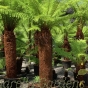 Dicksonia Antartica Tree Ferns Unpotted Log - Upto 6 Sizes