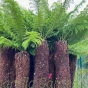 Dicksonia Antartica Tree Ferns Unpotted Log - Upto 6 Sizes