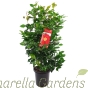 Camellia Japonica Dr King 80-100cm. 10 Litre. 
