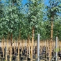 XL Standard Eucalyptus Rostrata 250/300cm. 35 Litre.