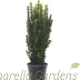Large Euonymus Green Rocket by Charellagardens - Minimum delivered height 60cm.