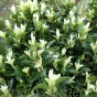 Euonymus Paloma Blanca. Large 5 litre plants delivery by Charellagardens
