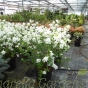 Exochorda Racemosa Niagara. Large 10 Litre plants.