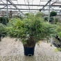Bamboo Plants Fargesia Rufa 50 Litre 100-120cm - Extra Bushy