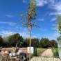 Extra large Eucalyptus Trees 4.5m+/-