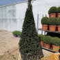Taxus Topiary Cone Extra Large 120cm+/-. 50 Litre Pot