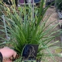 Carex ‘Evergreen’ Evergreen Ornamental Grass. 5 Litre