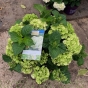 Hydrangea Magical 4 Seasons ' Noblesse' Extra Large 10 Litre