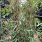 Bamboo Fargesia Jiuzhaigou Number AKA Black Cherry Bamboo 10 Litre