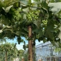 Umbrella Trained Vitis Vinifera Grape Vine Plants. 45 Litre pot