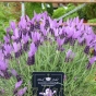 Lavender Stoechas Anouk Greek Mountain - 3 Litre