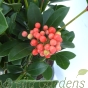 Skimmia Japonica Temptation Large 5 Litre Plants. Delivery by Charellagardens