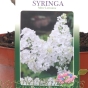 Syringa Vulgaris Lilac Tree Ludwig Spath 7.5 Litre 