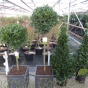 3/4 Standard Bay Tree in Traditional 38cm Chelsea Planter