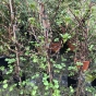 Climbing Hydrangea Plants. Hydrangea Petiolaris. Large plants 150/175cm
