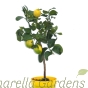 Lemon tree with lemons. 80cm tall Lemon Trees for Gifts by Charellagardens