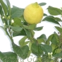 Lemon tree with lemons. 80cm tall Lemon Trees for Gifts by Charellagardens