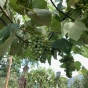 Umbrella Trained Vitis Vinifera Grape Vine Plants. 45 Litre pot