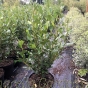 Griselinia Littoralis New Zealand Broadleaf 60/80cm by Charellagardens.