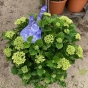 Hydrangea Blue Balled Extra Large by Charellagardens 