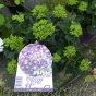 Hydrangea Forever & Ever Purple 5 Litre - May 2017 