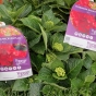 Hydrangea Forever and Ever Red. Large 5 Litre Plants