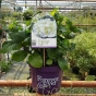 Hydrangea For Ever and Ever White 5 Litre.