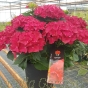 Hydrangea Hot Red. Large Plants 7.5 Litre Pot.