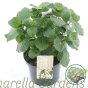 Hydrangea Macrophylla 2 Colour Options. 5 Litre 