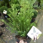 Ilex Crenata Dark Green Hedging Plants