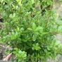 Ilex Crenata Dark Green Hedging Plants