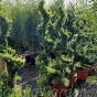 Ilex Crenata Japanese Holly Spiral Topiary by Charellagardens