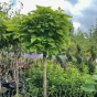 Catalpa Bignonioides Nana - Indian Bean Tree 1/2 Standard 120cm Stem