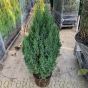 Juniperus Stricta 7.5 Litre by Charellagardens.