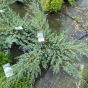 Juniperus Squamata Blue Carpet 5 Litre.