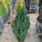 Juniperus Stricta 7.5 Litre by Charellagardens.