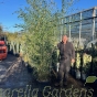Green Stemmed Bamboo Phyllostachys 'Bissetti' 275/300cm. 35 Litre.