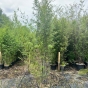 Black Bamboo Plants Phyllostachys Nigra 250cm. 30 Litre