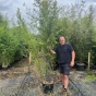 Black Bamboo Plants Phyllostachys Nigra 250cm. 30 Litre