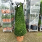 Large Buxus Pyramid Plants 150cm inc pot - Delivery by Charellagardens