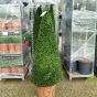 Large Buxus Pyramid Plants 150cm inc pot - Delivery by Charellagardens